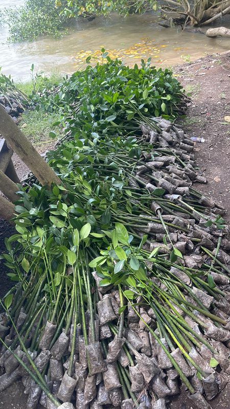 AGNI MANGROVE PT. AGNI JWALA ABADI AGNI MANGROVE PT. AGNI JWALA ABADI
