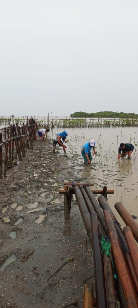 pt-agni-jwala-abadi-mangrove-5 pt-agni-jwala-abadi-mangrove-5